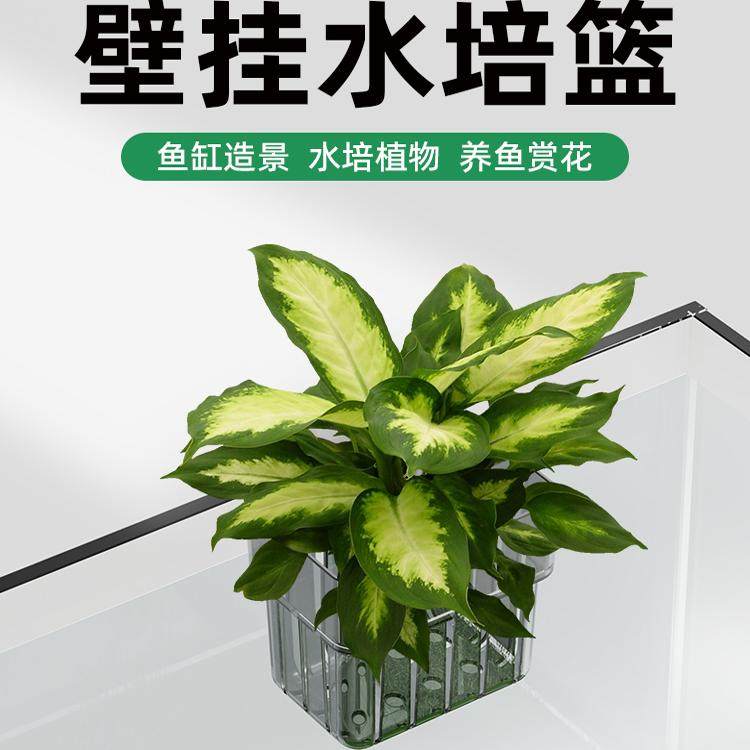鱼缸水培固定蓝植物定植蓝壁挂式水草种植杯绿萝鱼缸造景装饰神器,宠物/宠物食品及用品,造景/装饰,淘宝优惠券,粉丝福利购,淘宝优惠卷