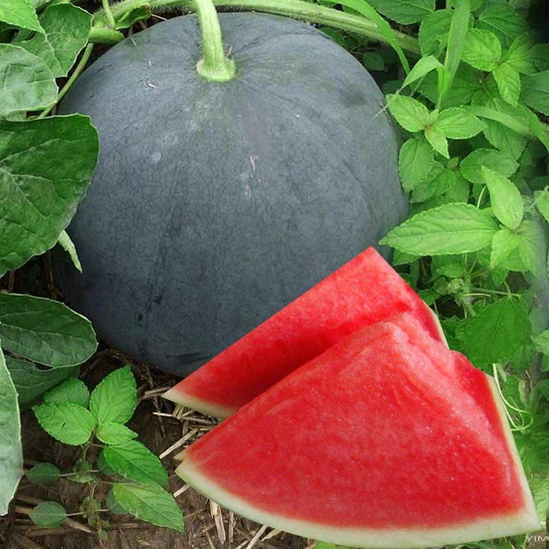黑皮无籽西瓜种籽种子四季大富农超甜大果红瓤西瓜种水果种孑-封面