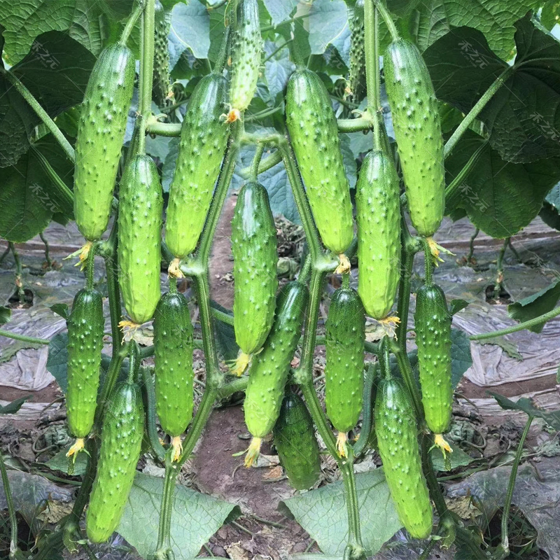 旱黄瓜种籽串铃地叶三黄瓜种子中早熟四季高产春秋地架蔬菜种孑
