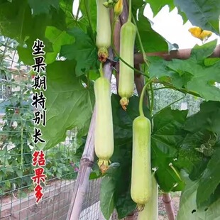 牛奶白丝瓜种子奶油丝瓜种籽高产白皮白肉春秋四季农家易种蔬菜子