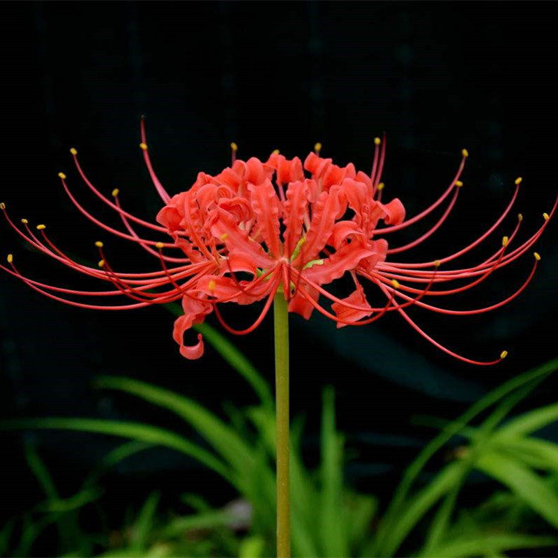 彼岸花种球四季易活室内庭院花卉盆栽曼珠沙华石蒜花种子开花植物