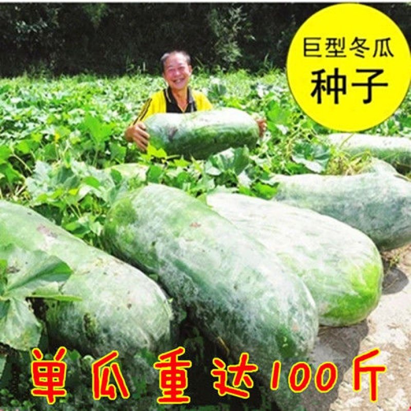 巨型特大冬瓜种子大冬瓜种子枕瓜黑冬瓜水果冬瓜蔬菜种子