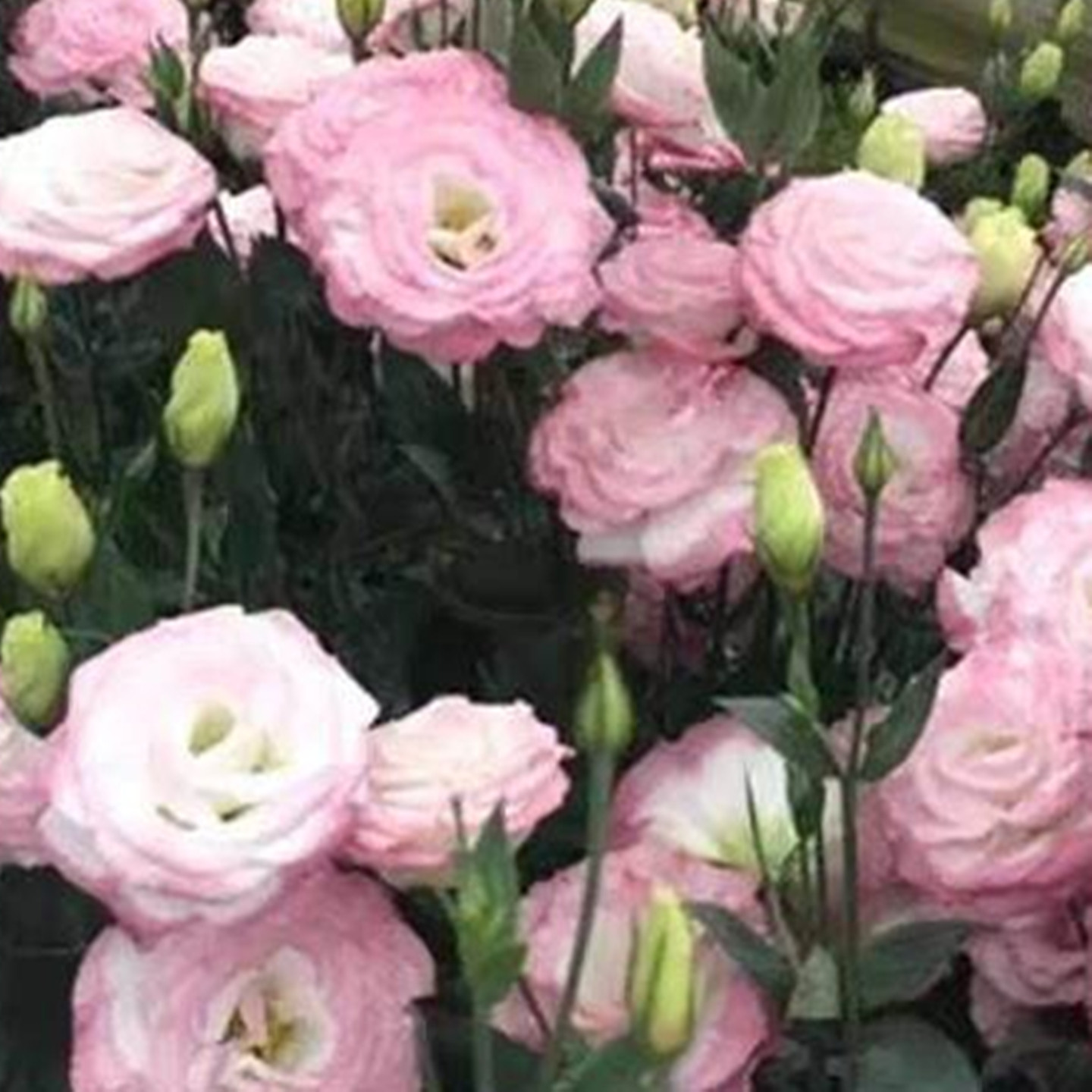 进口重瓣洋桔梗花籽庭院花种籽子四季播种开花易活春室外花卉种孑图片