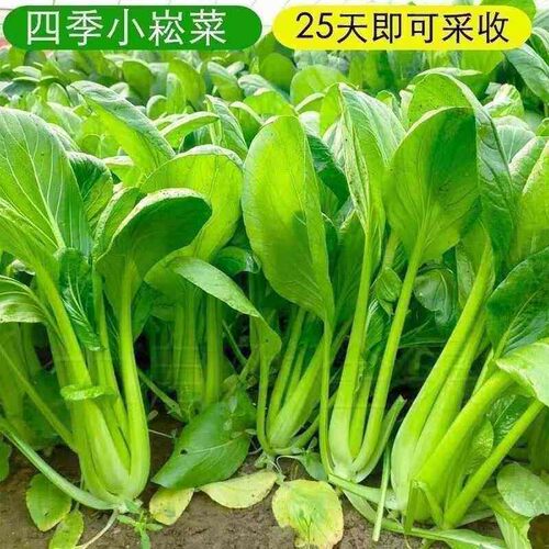 比青菜好吃一百倍  小菘菜甜脆速生高产青梗菜青松菜阳台蔬菜种子