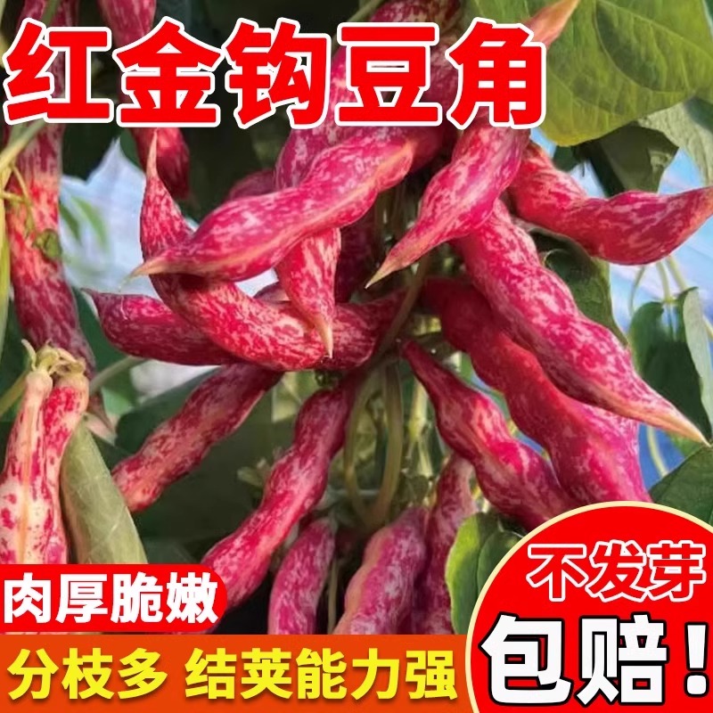 红金钩豆角种子早熟高产红金钩油豆种四季种东北黄金钩面豆角种籽