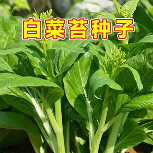 现在正是种植白菜苔的黄金时间，它撒种就能活，阳台屋顶都能种