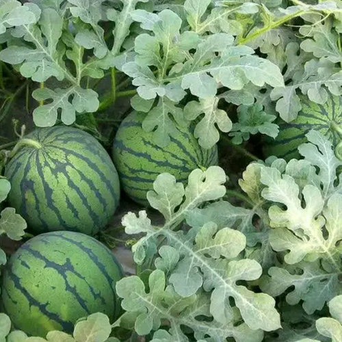 早熟高产冰糖麒麟四季特大西瓜四季播水果种籽孑早佳8424西瓜种子