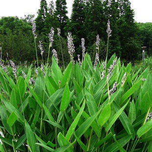 【再力花】水生花卉植物人工湿地种植挺水绿植水生鸢尾黄菖蒲池塘