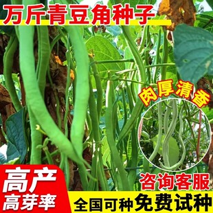 万斤青豆角种子无筋架豆角春秋四季豆种籽豇豆种孑爬藤蔬菜种子孑