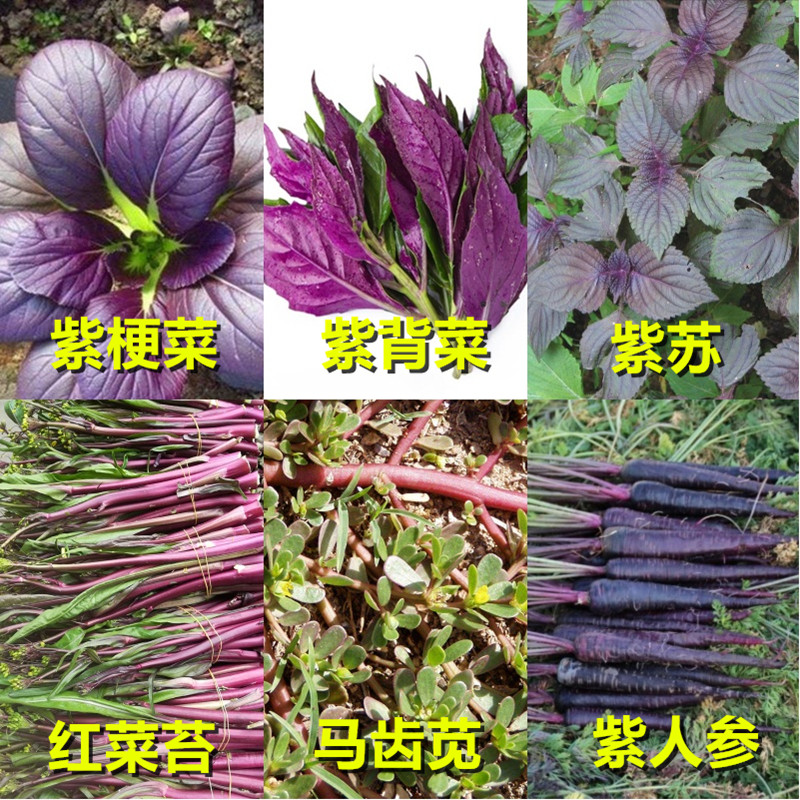 春秋播四季春播紫背紫苏野菜青梗红菜苔芝麻面条菜阳台家庭园艺蔬