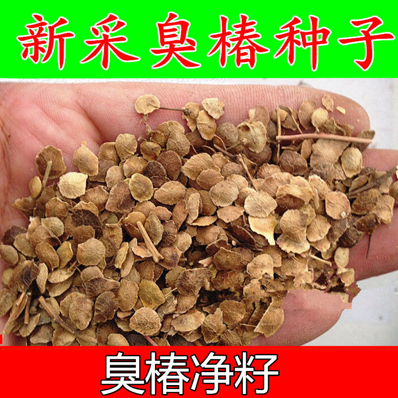 臭椿种子 新采臭椿树苗种孑大果臭椿椿树种籽椿树皮绿化林木包邮