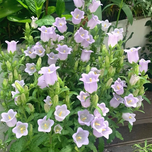 风铃草种子花籽子风铃花太阳花四季丹麦开花除虫菊波斯菊阳台易活