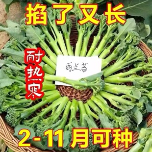 西兰苔种子芥兰种籽芥菜苔种子四季春种耐热阳台庭院蔬菜种子大全