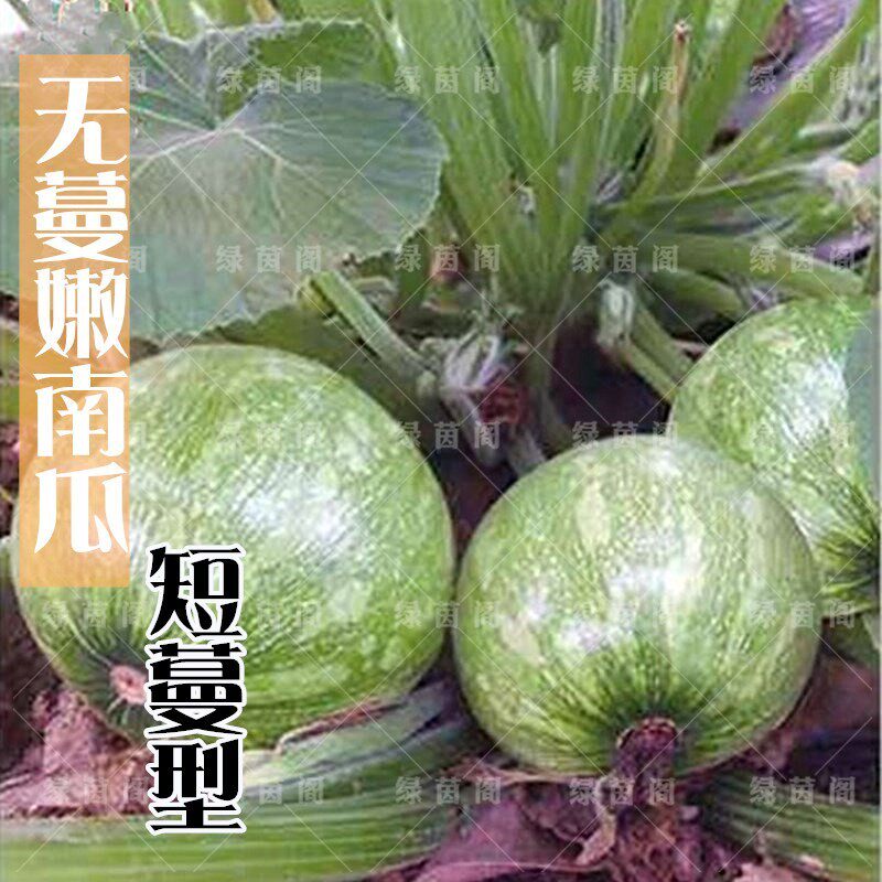 早熟西葫芦种籽无蔓小南瓜籽不爬藤三月瓜高产春夏秋四季蔬菜种子