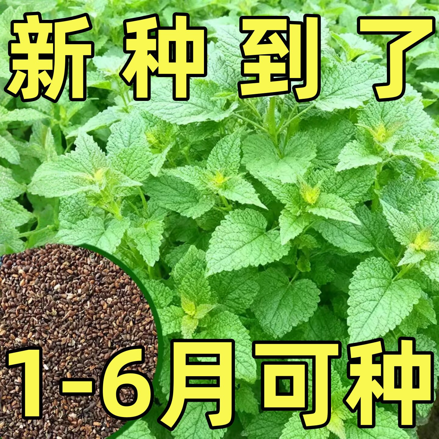 藿香种子新鲜食用藿香盆栽原土霍香苗五香叶鱼香种子阳台庭院蔬菜