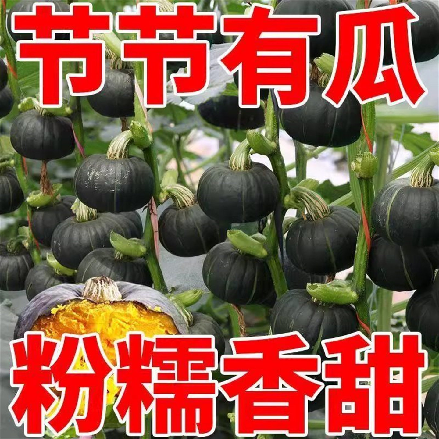 正宗贝贝南瓜种种子高产甜糯绿贝贝板栗小南瓜籽栗子种子蔬菜种子