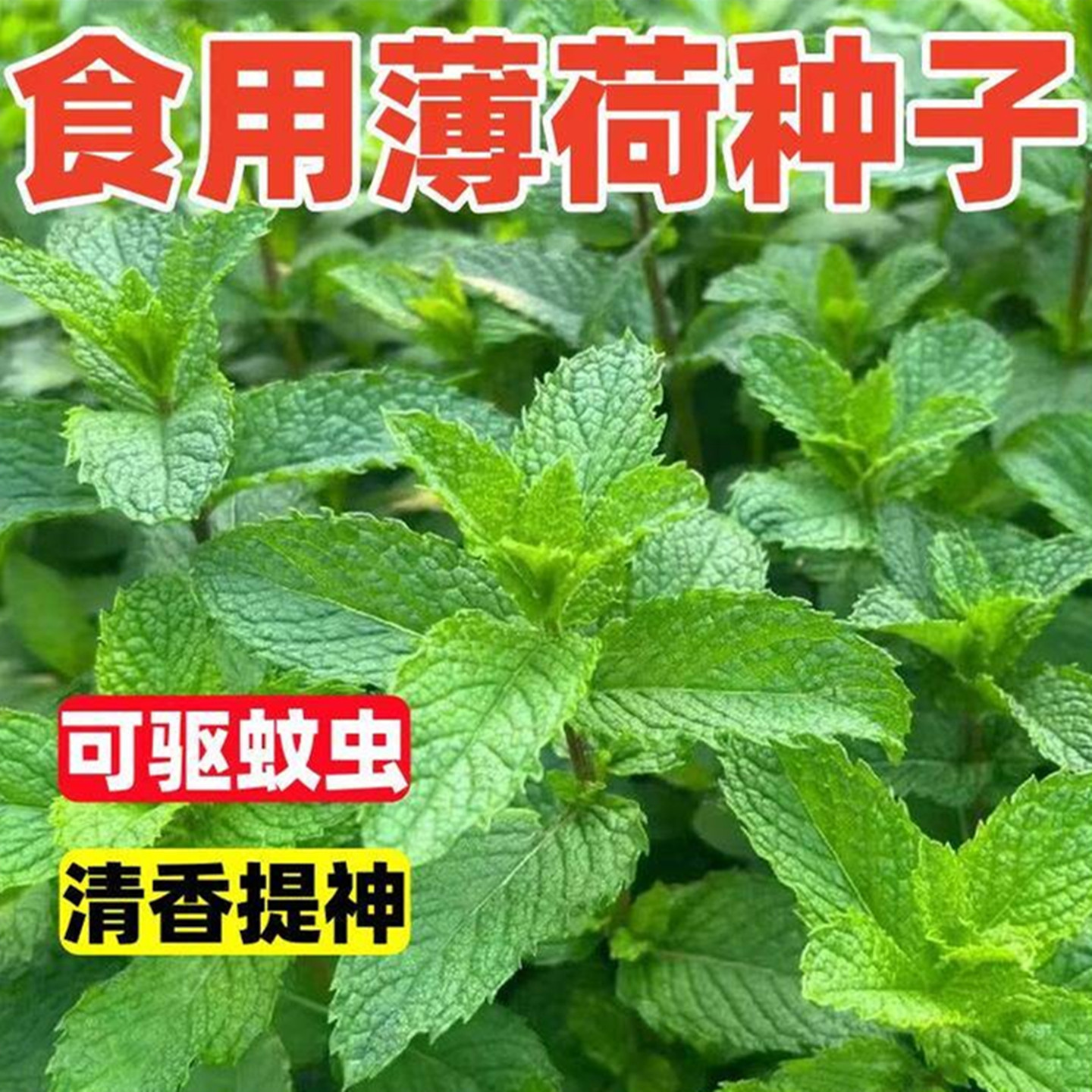 食用薄荷种子驱蚊草阳台庭院室内花盆种植花卉香草植物花卉庭院高