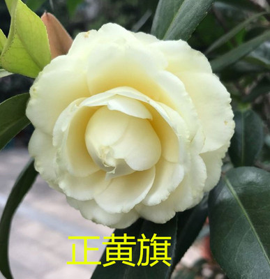 绿植名贵龙岩庭院盆栽好养花卉