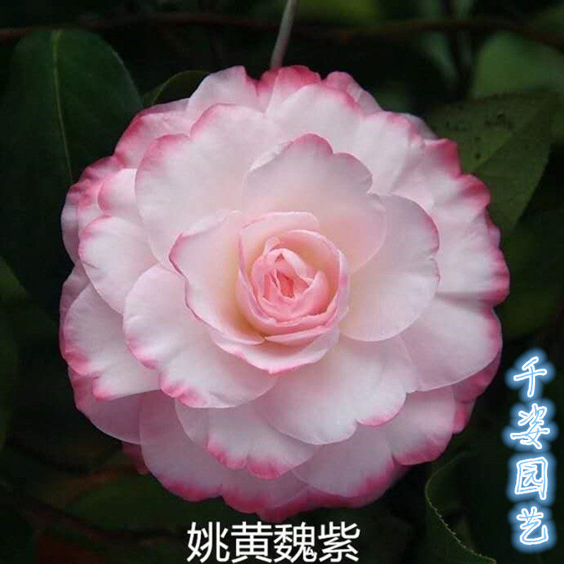 姚黄魏紫 名贵稀有茶花福建龙岩云茶精品室内外阳台花卉绿植盆栽