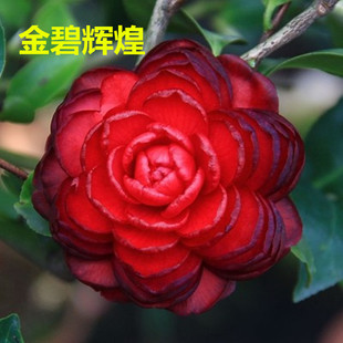 金碧辉煌黑赤丹名贵稀有茶花苗黑红色大花室内外庭院花卉绿植盆栽