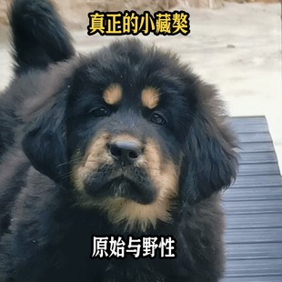 原生态纯种藏獒  对主人忠诚对生人凶猛  居家护院首选