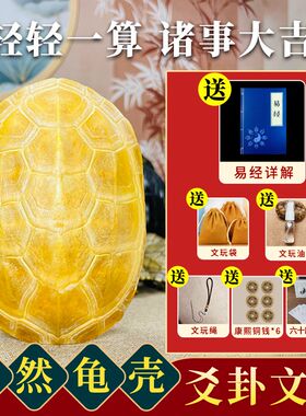 天然爻挂真龟甲摇卦真乌龟壳镇宅招财天然摆件完整龟甲龟壳手把件
