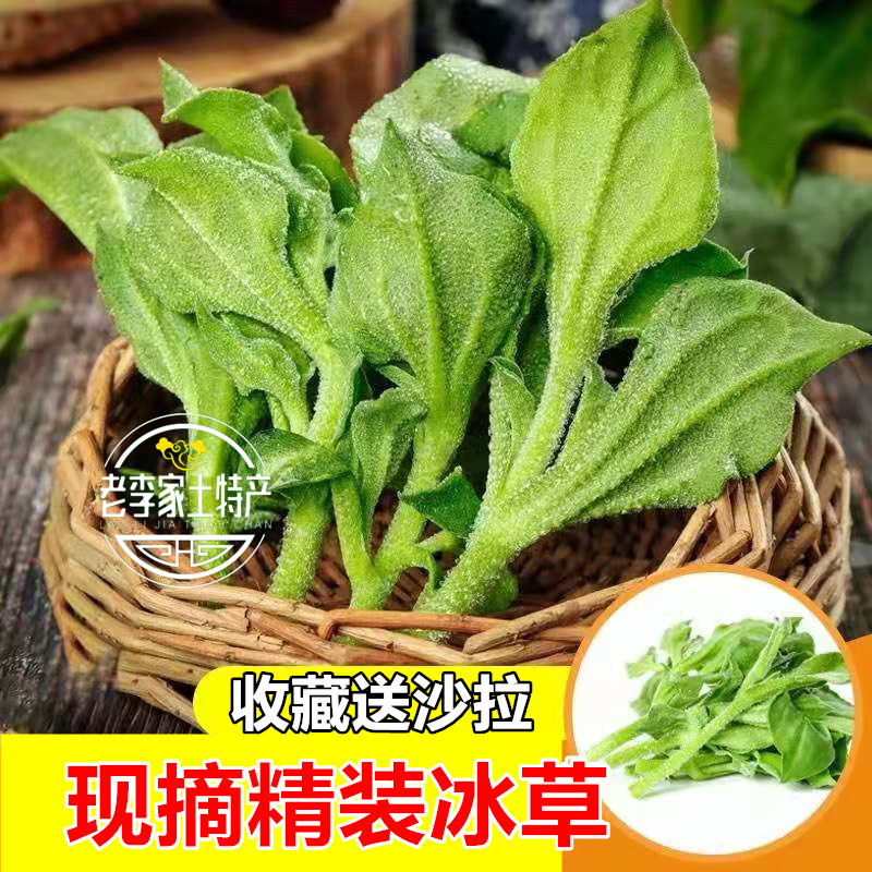 山东新鲜非洲冰菜冰草 即食沙拉菜冰叶健身凉拌菜火锅顺丰包邮
