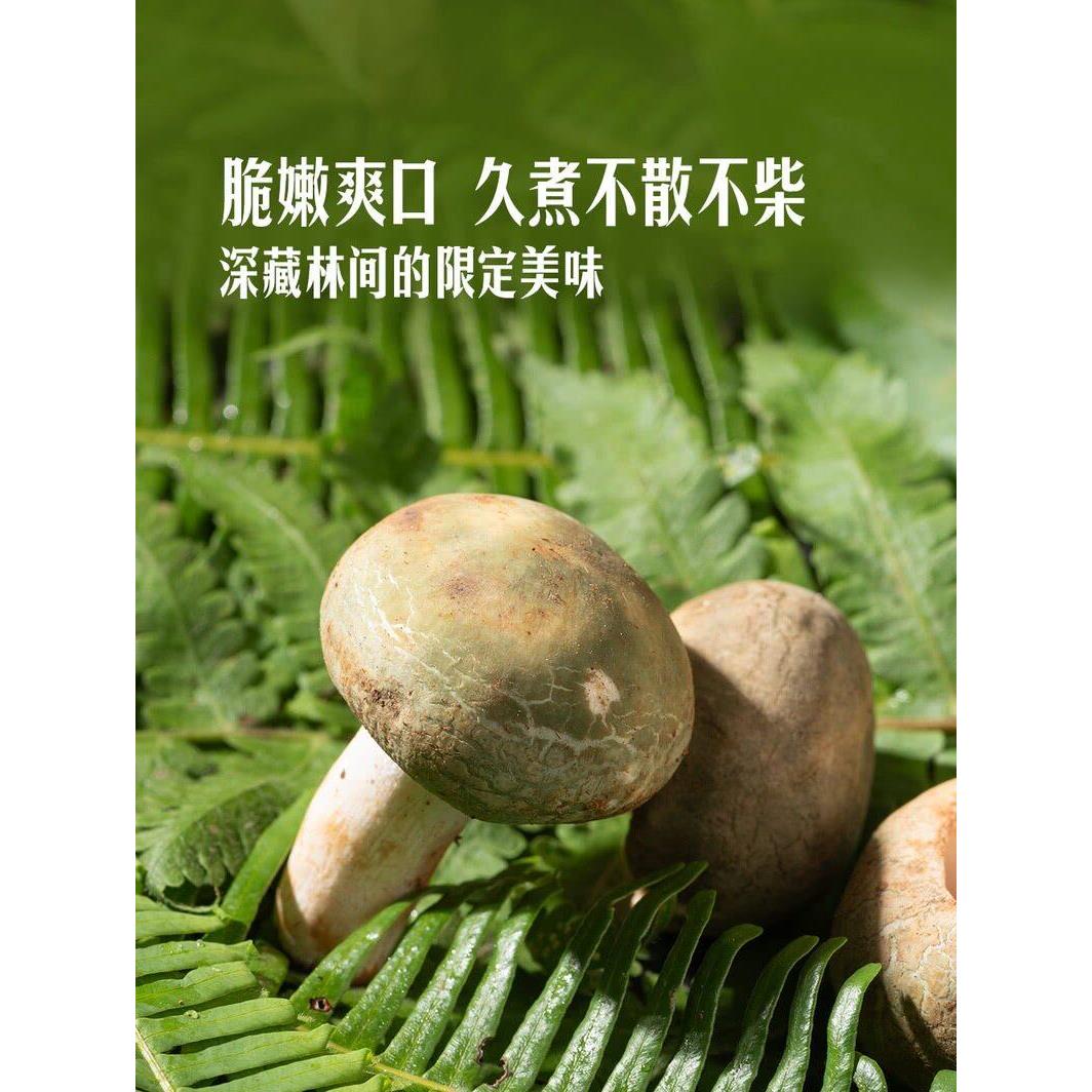 山姆云南楚雄高海拔林间美味青头菌220g新鲜蔬菜菌菇脆嫩烧炒炖蒸