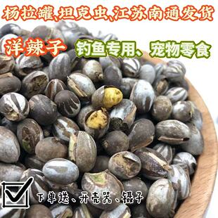 杨拉罐洋辣子坦克虫蜥蜴仓鼠蜜袋鼯长肉钓鱼饵料洋辣子宠物零食物