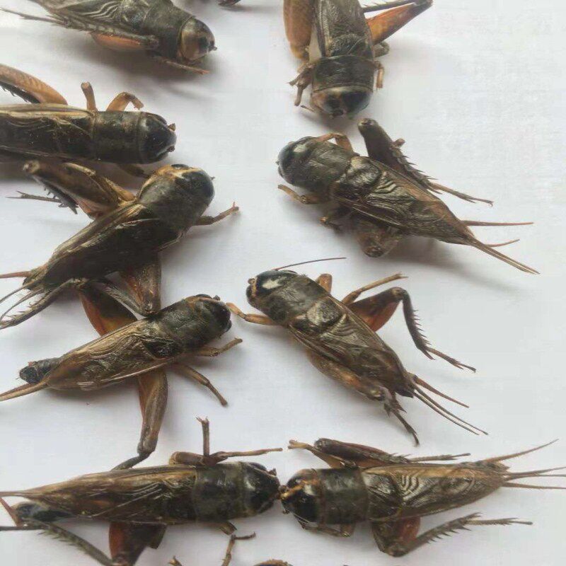 蟋蟀新鲜活体速冻蛐蛐油葫芦土蚂蚱乖狗子可食用非干货500g包邮