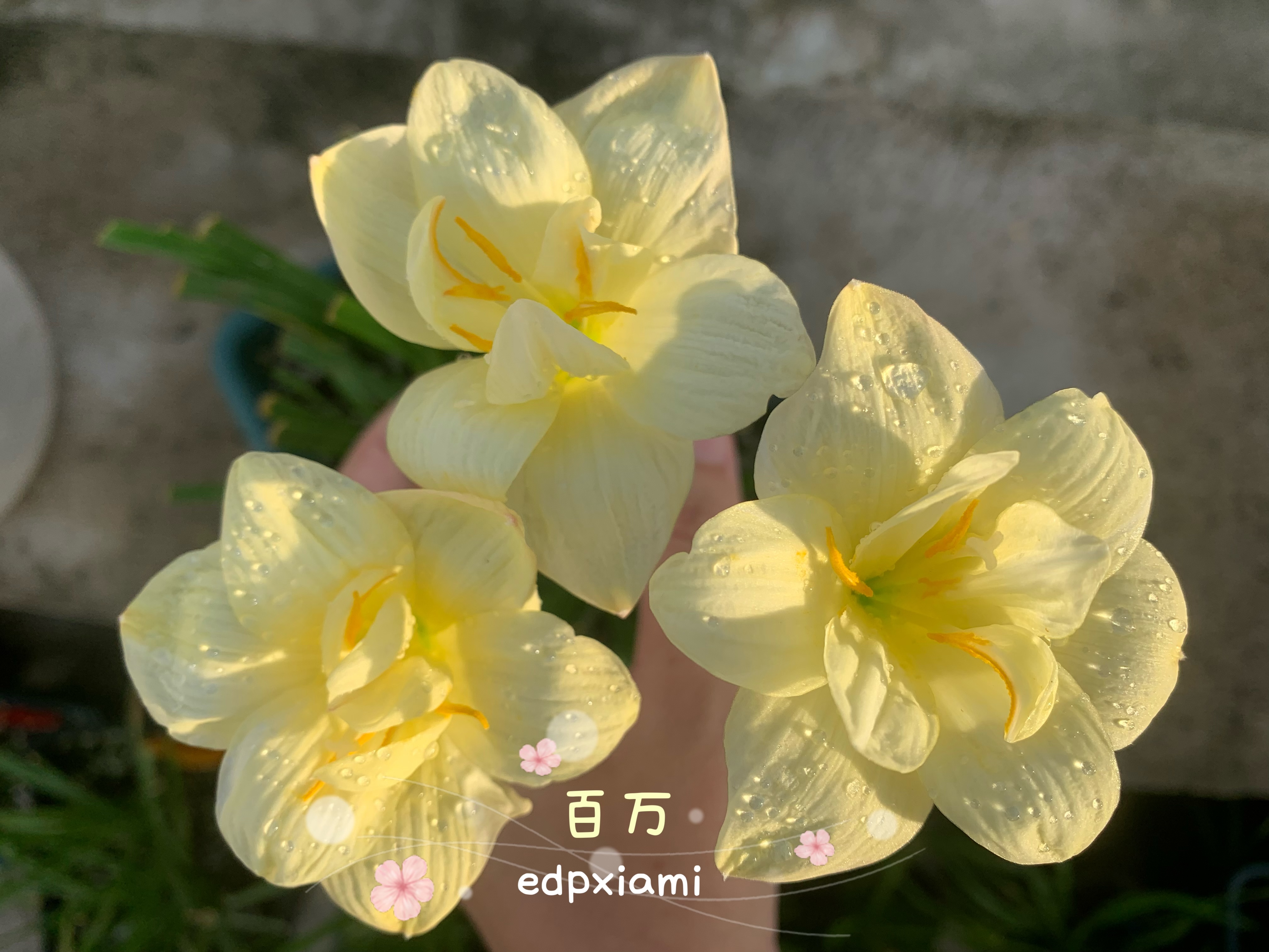 重瓣风雨兰百万富翁黄色易养