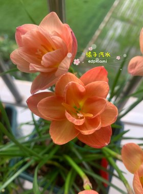 新品重瓣橘子汽水橙色