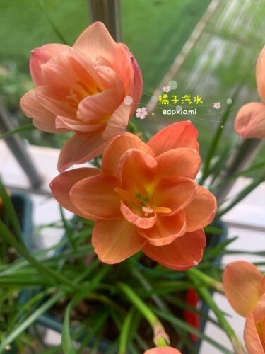 新品重瓣橘子汽水橙色