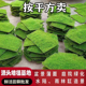 小灰苔藓短绒藓室内微景观材料绿植物鲜活苔藓盆景假山铺面蒲草皮