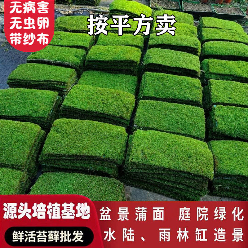 鲜活苔藓植物微景观盆景盆栽水陆缸假山草造景材料白发藓短绒青苔