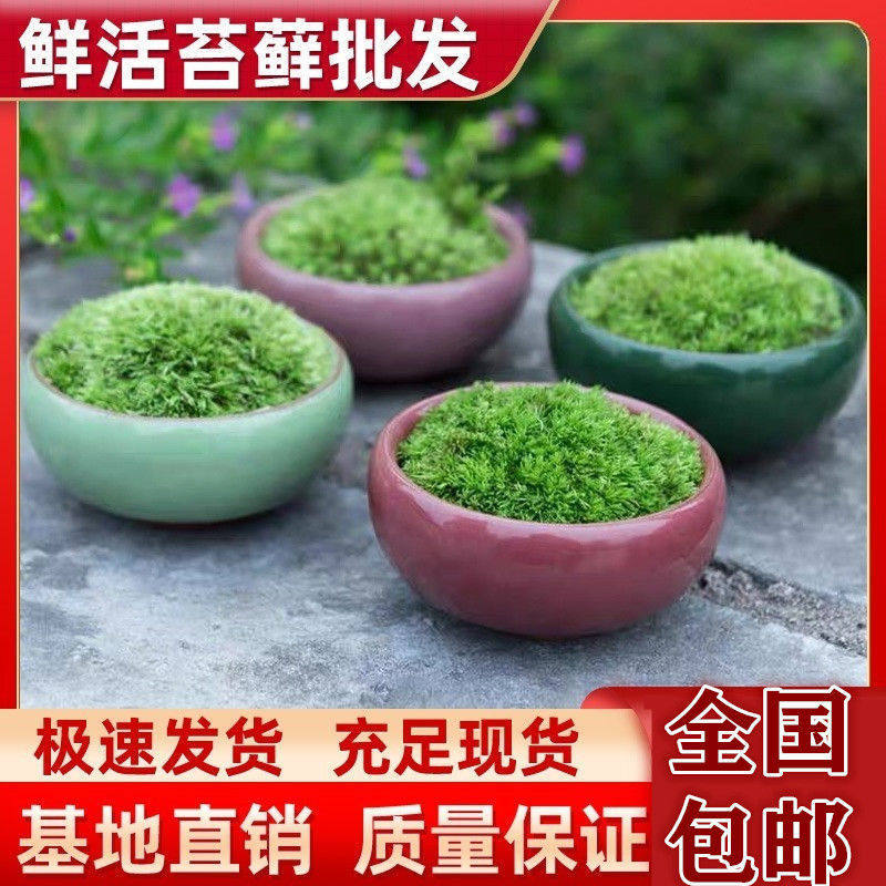 鲜活短绒苔藓微景观青苔景观植物铺面小灰藓盆景庭院造景桌面盆栽