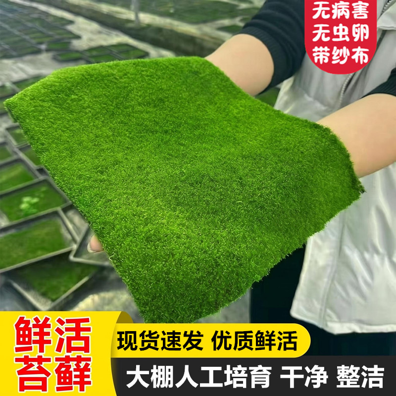 鲜活苔藓植物微景观盆景小灰水陆缸假山草造景材料葡灯藓短绒青苔