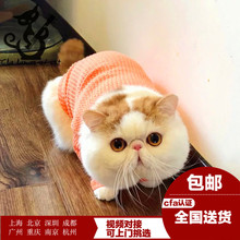 加菲猫活体红白净梵活物异国短毛猫1