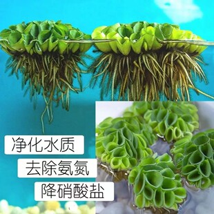 金钱水草萍水浮莲鱼缸造景植物鱼缸造景净化池塘兜肚兜生浮萍水质