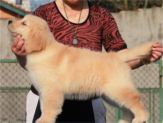 纯种金毛犬幼犬出售枫叶红金毛狗导盲犬大头金毛活体宠物狗狗22