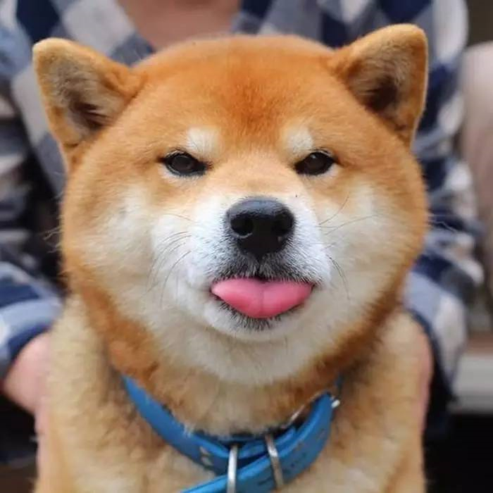 柴犬活体纯种日本柴犬幼犬活体秋田犬幼犬双血统柴犬 中华田园犬