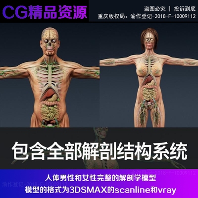 高精度男女人体男性和女性完整的解剖学人类医疗学结构3dmax模型