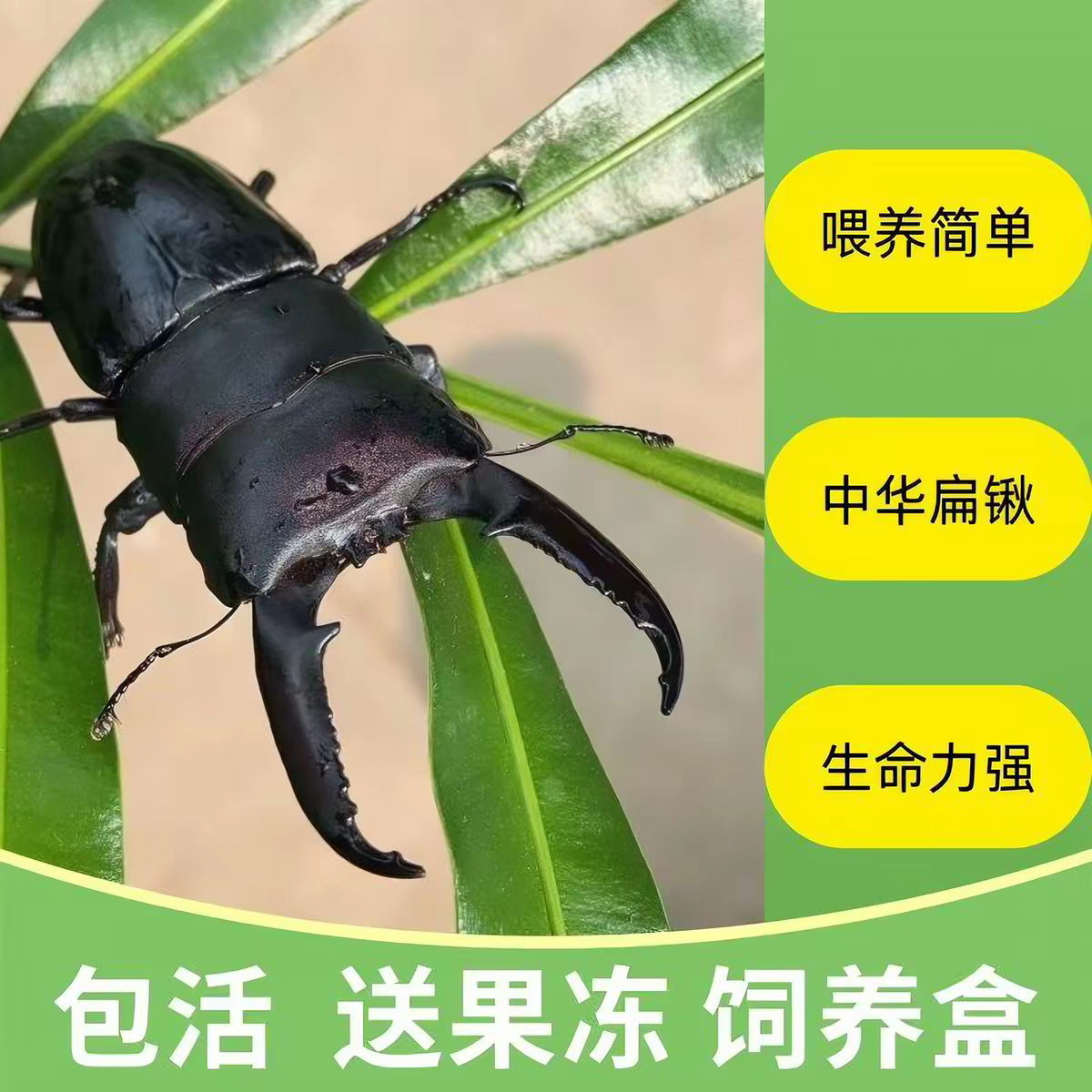 中国大扁锹甲成虫野生甲虫宠物独角仙活物秋甲中大爬虫包邮包活