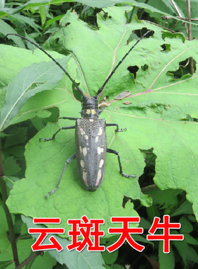 天牛成虫活虫云斑白条天牛宠物昆虫活天牛易养爬行小动物吃杨柳树