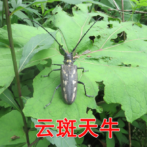 天牛成虫活虫云斑白条天牛宠物昆虫活天牛易养爬行小动物吃杨柳树