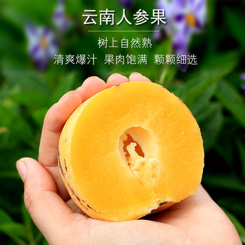 现摘树上熟石林人参果圆果黄肉