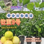 钦蜜9号纯甜百香果嫁接苗树苗纯甜四季结果爬藤南方当年结果