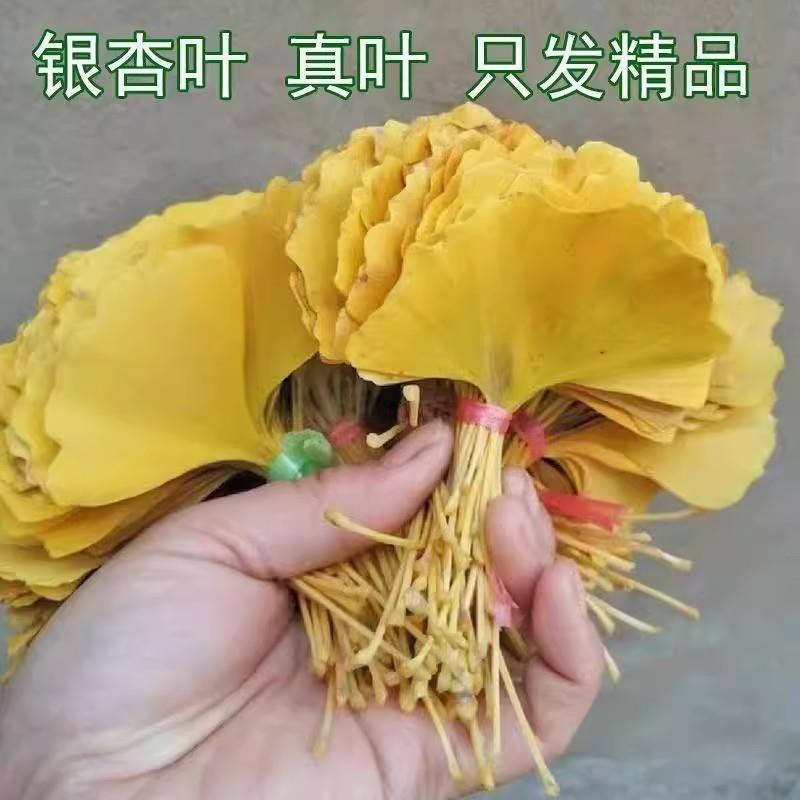 黄色超大银杏树叶现摘绿叶落叶干花标本DIY永生银杏叶做玫瑰花束