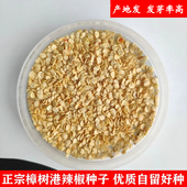 正宗樟树港辣椒种籽 湖南湘阴原产地自留优质辣椒种子1g约180粒
