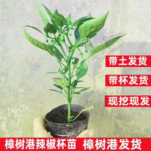 正宗樟树港辣椒苗 第一季早苗 湖南辣椒秧苗 营养杯苗 湘阴特产